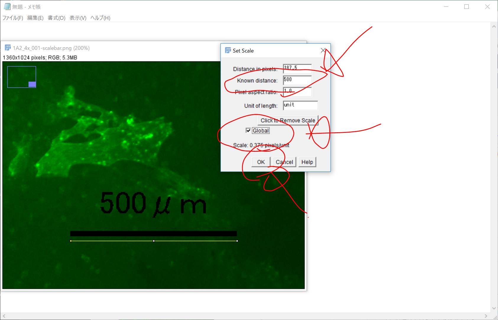 Imagej Fiji で2点間の距離を測定する Wordpressでフリーオリジナルフォント