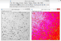 imagej:pasted:20190414-114835.png